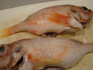 Ocean Perch -- Aren't they ugly?